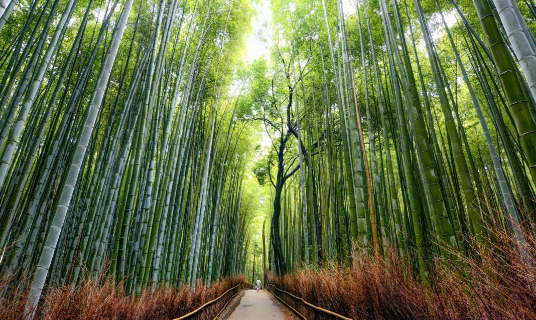 Bambú japonés creciendo en vertical
