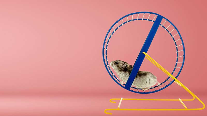 ¿Satisfacción o felicidad?