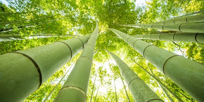 La perseverancia: Metáfora del bambu Japonés
